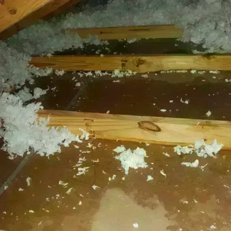 Attic Water Damage in Cheval, FL